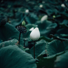 white lotus flower