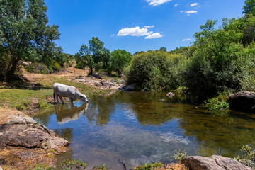 Fototapeta na wymiar Mountain landscape with trees, blue sky with white clouds, a lake and a cow drinking water from the river. Farm animals. White-skinned cow drinks water on the river bank.