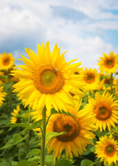 field of sunflowers portrait mode
