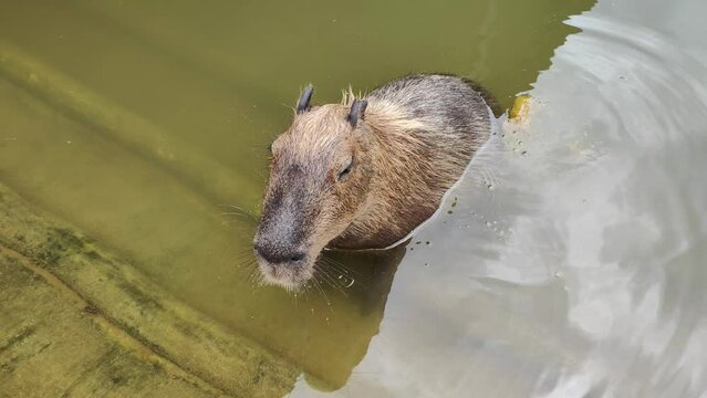 Close up a Capybara Soak in water, eat carol, and defecate in the water.