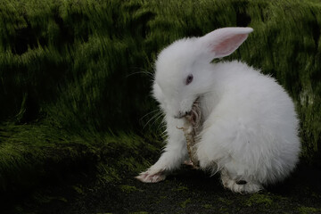 A white rabbit was looking for drinking water in a pool of water by the river. This rodent mammal...