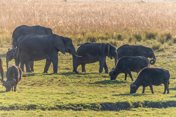 Telephoto shot of a herd of African Elephants feeding on the banks of the Chobe River, Botswana.