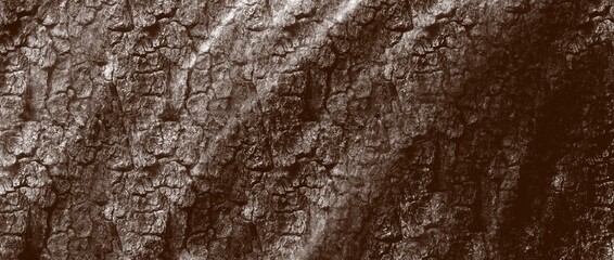 bark of tree