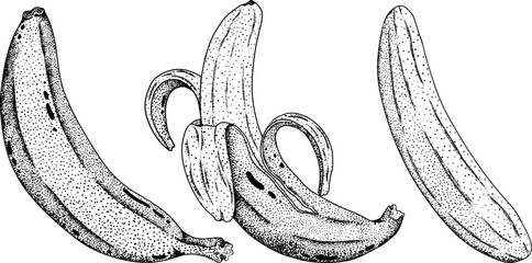 Banana, peeled banana, banana skin, bunch of bananas. Tropical harvest and agriculture. Vector hand drawn illustration in engraving style