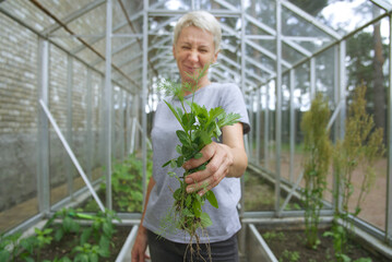 woman collected weeds in her greenhouse, the concept of weeds, poor harvest, agricultural problems, home vegetable garden