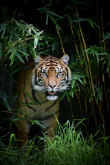 Fototapeta premium Prowling Tiger