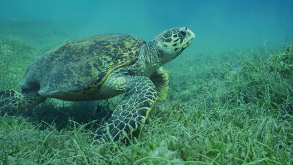 Very old male Hawksbill Sea Turtle or Bissa (Eretmochelys imbricata) on seagrass meadow covered...