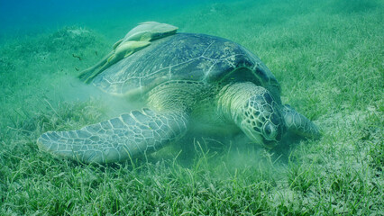 Close-up, Great Green Sea Turtle (Chelonia mydas) eating Round Leaf Sea Grass or Noodle seagrass (Syringodium isoetifolium) on seagrass meadow, two Remora fish on her shell, Red sea, Safaga, Egypt