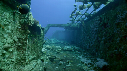 Deck grown with corals of ferry Salem Express shipwreck on blue water background, Red sea, Safaga, Egypt © Andriy Nekrasov