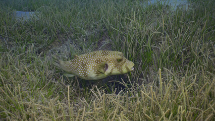 Broadbarred Toadfish or White-spotted puffer (Arothron hispidus) swims over seagrass bed among...