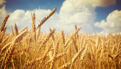 Fototapeta premium Close-up Of Ripe Golden Wheat