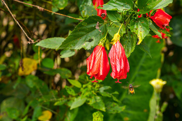 red flower of China rose, rose of Sharon, hardy hibiscus, rose mallow, Chinese hibiscus, Hawaiian hibiscus or shoeblackplant.
