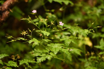slovakian platns in the rain forest. July 2023