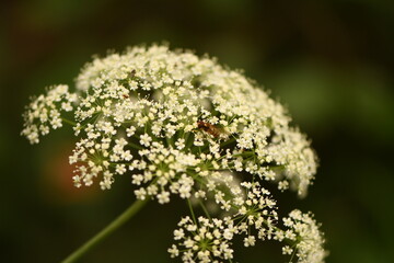 Pimpinella peregrina. Slovakia. Slovensky raj. July 2023