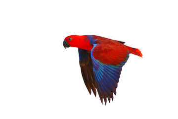 Colorful of Eclectus parrot flying isolated on transparent background png file	