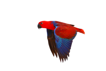 Colorful of Eclectus parrot flying isolated on transparent background png file	