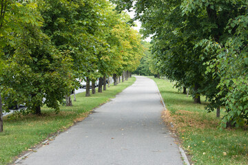 Fototapeta na wymiar Clean smooth pedestrian asphalt path among the trees in the city park