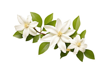 Isolated white flowers branch on white.