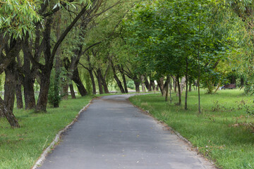Fototapeta na wymiar Pedestrian asphalt path among old trees in a picturesque city park