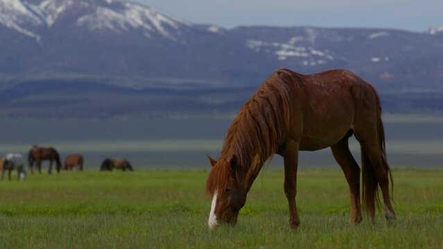 Closeup of wild mustang horse grazing in a green field during spring with Eastern Sierra Mountains in the background in California