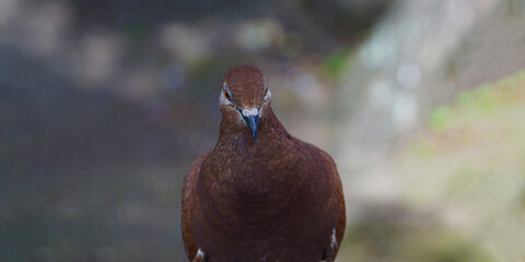 brown pigeon