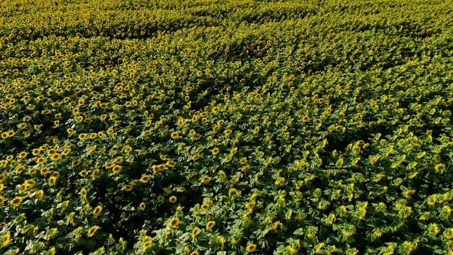 Sunset Aerial View Sunflower field, High quality 4k footage