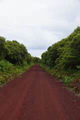 Fototapeta na wymiar red-brown road in a jungle
