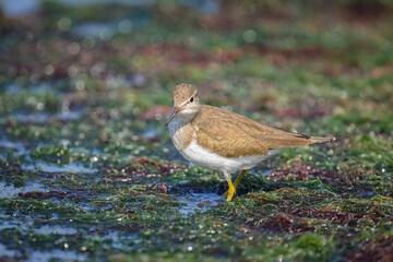 A Common Sandpiper walking near water looking for food