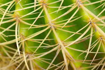 Golden barrel cactus thorns extending in a beautiful geometric pattern (Nature closeup macro photograph)