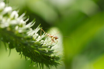 Small brown larvae of praying mantis on the edg of the green loosestrife flowerhead (Sunny outdoor field, closeup macro photography)
