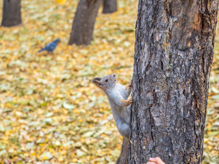 Portrait of a squirrel on a tree trunk