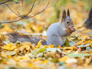 Autumn squirrel with nut sits on green grass with fallen yellow leaves