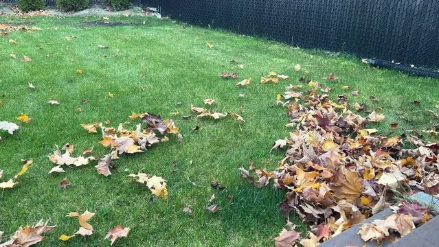 Garden cleaning from fallen autumn leaves. Dry leaves are blown away from the green grass on the backyard. Cleaning with leaf blower. 