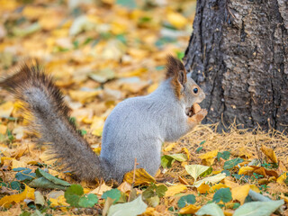 Autumn squirrel with nut sits on green grass with fallen yellow leaves