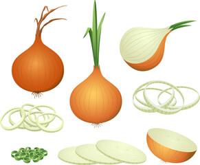 Cartoon onion isolated