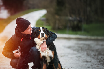 Adorable Young Bernese Mountain Dog in the Swiss Alps. Bernese Mountain Dog.