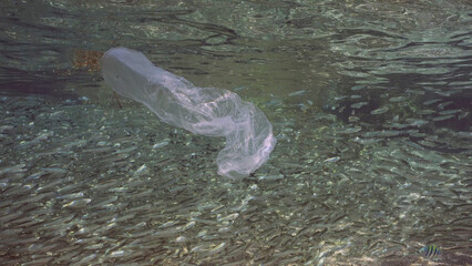 Naklejka premium Plastic bag drifts under surface reflected in it on sunny day, a large shoal of small fish swims on background, Plastic pollution of the Ocean, Red sea, Egypt