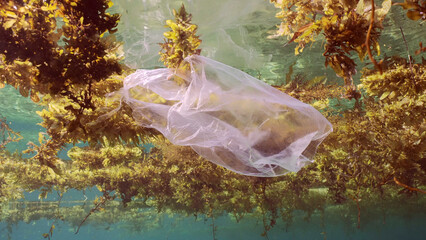 Disposable transparent plastic bag drifting Seaweed Brown Sargassum on surface of water form floating islands of algae and debris, on daytime in bright sun rays,