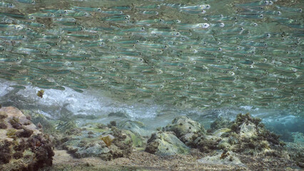 Massive school of small fish swims in coastal area over rocky reef covered with brown Leafy Rolled-blade alga (Padina boergesenii) in bright sunlight, Red sea, Egyp