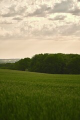 Green field. Agricultural landscape. Path in field of barley grass, green fields and sky, spring landscape