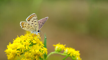 motyl czerwończyk uroczek  ver 2