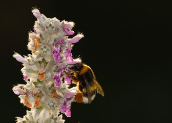Close-up of a bumblebee feeding on Stachys lanata flowers