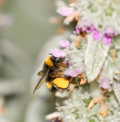 Close-up of a bumblebee feeding on Stachys lanata flowers