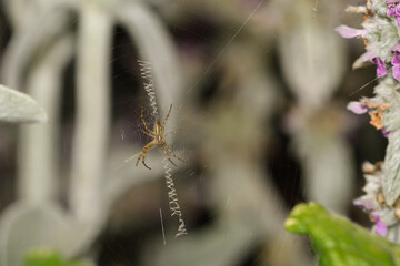 Detail of a spider in its web among the flowers of Stachys lanata