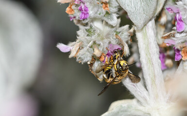 Bee of the genus Anthidium copulating among the flowers of Stachys lanata