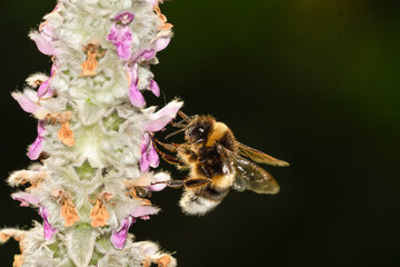 Close-up of a bumblebee feeding on Stachys lanata flowers
