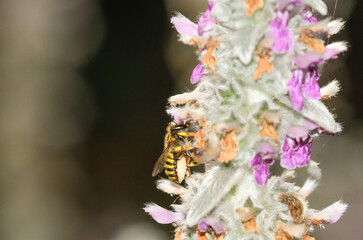 Bee of the genus Anthidium feeding on the flowers of Stachys lanata