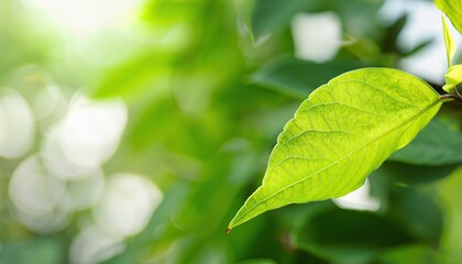 Fototapeta na wymiar Closeup of green nature leaf on blurred greenery background