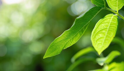 Fototapeta na wymiar Closeup of green nature leaf on blurred greenery background