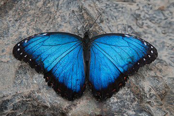 Fototapeta na wymiar Beautiful Blue Morpho Butterfly (Peleides Blue Morpho) With Open Wings Sitting On A Grey Stone.
